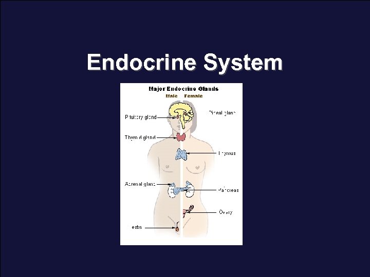Endocrine System Endocrine System The endocrine.
