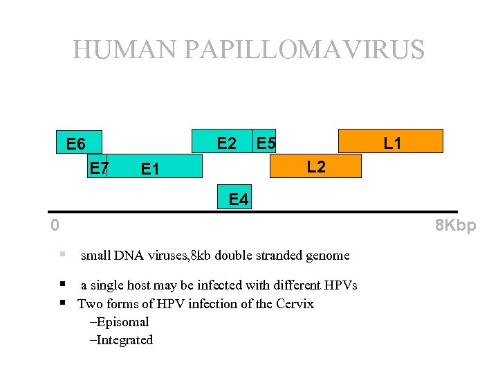 HUMAN PAPILLOMAVIRUS E 2 E 6 E 7 E 5 L 1 L 2