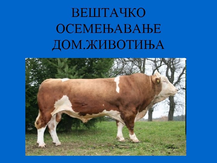 ВЕШТАЧКО ОСЕМЕЊАВАЊЕ ДОМ. ЖИВОТИЊА 