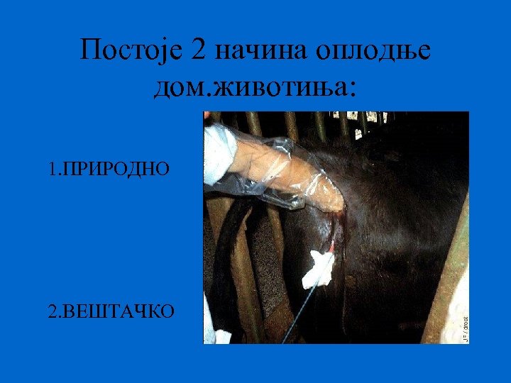 Постоје 2 начина оплодње дом. животиња: 1. ПРИРОДНО 2. ВЕШТАЧКО 