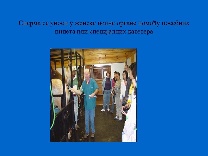 Сперма се уноси у женске полне органе помоћу посебних пипета или специјалних катетера 