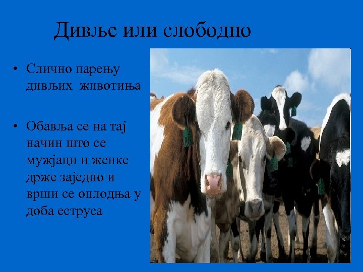 Дивље или слободно • Слично парењу дивљих животиња • Обавља се на тај начин