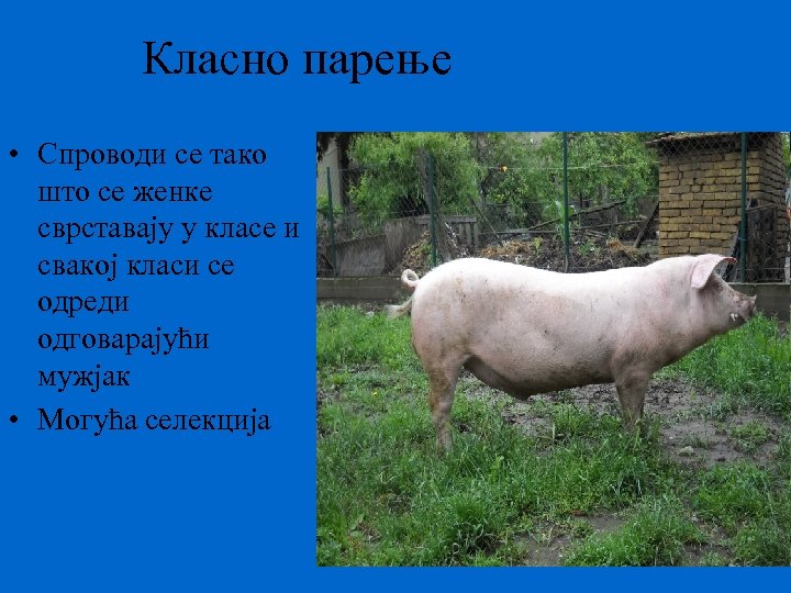 Класно парење • Спроводи се тако што се женке сврставају у класе и свакој