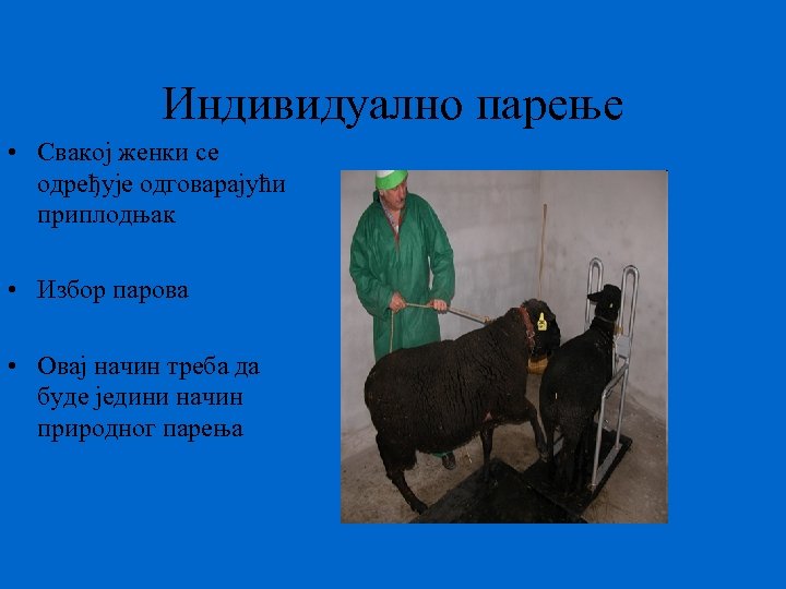 Индивидуално парење • Свакој женки се одређује одговарајући приплодњак • Избор парова • Овај