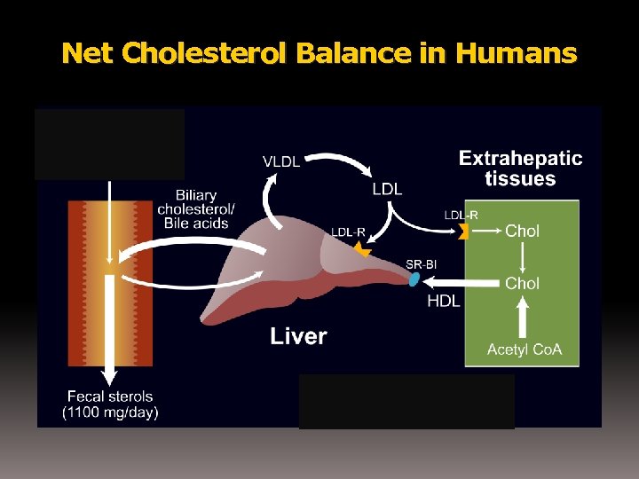 Net Cholesterol Balance in Humans 