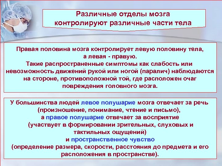 Различные отделы мозга контролируют различные части тела Правая половина мозга контролирует левую половину тела,
