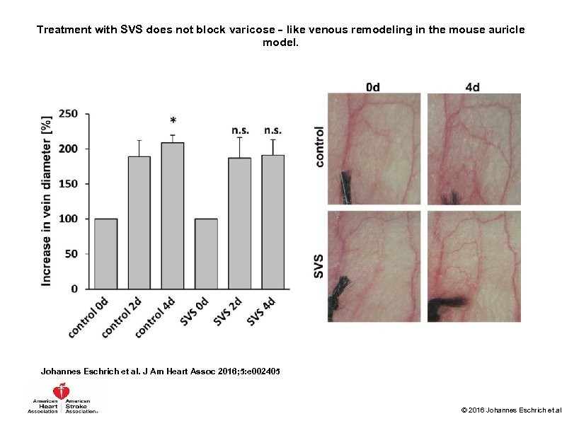 Treatment with SVS does not block varicose‐like venous remodeling in the mouse auricle model.