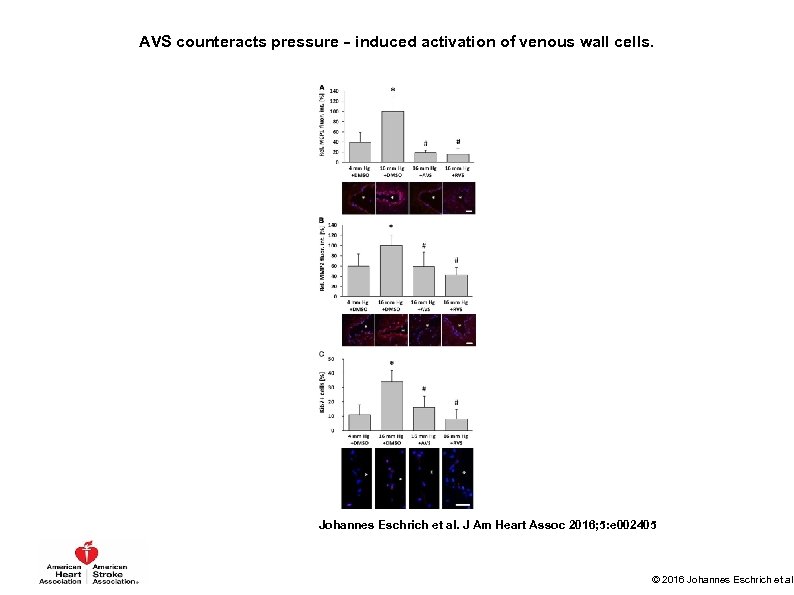 AVS counteracts pressure‐induced activation of venous wall cells. Johannes Eschrich et al. J Am