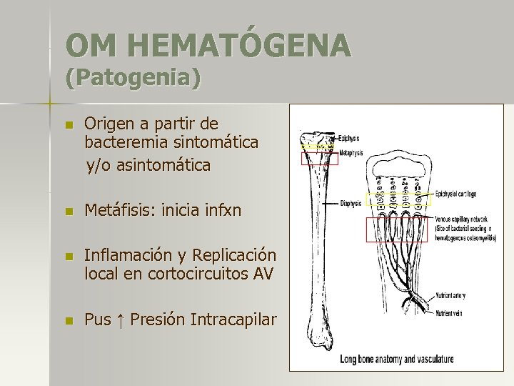 OM HEMATÓGENA (Patogenia) n Origen a partir de bacteremia sintomática y/o asintomática n Metáfisis:
