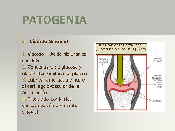 PATOGENIA n Líquido Sinovial 1. Viscoso + Ácido hialurónico con Ig. G 2. Concentrac.