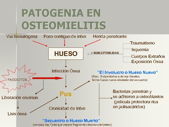 PATOGENIA EN OSTEOMIELITIS Vía hematógena Foco contiguo de infxn Herida penetrante Traumatismo HUESO Infección