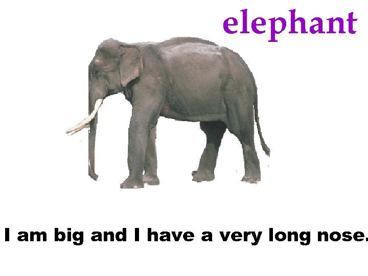 elephant I am big and I have a very long nose. 