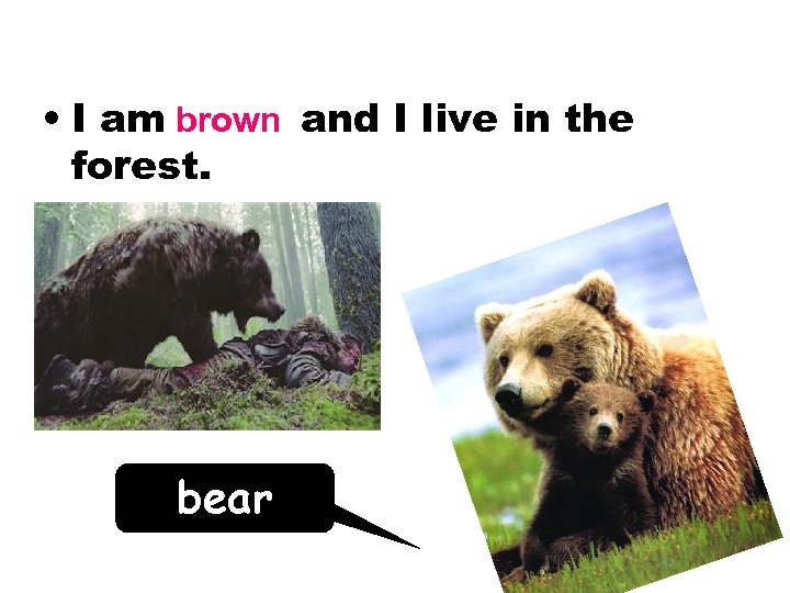  • I am brown and I live in the forest. bear 