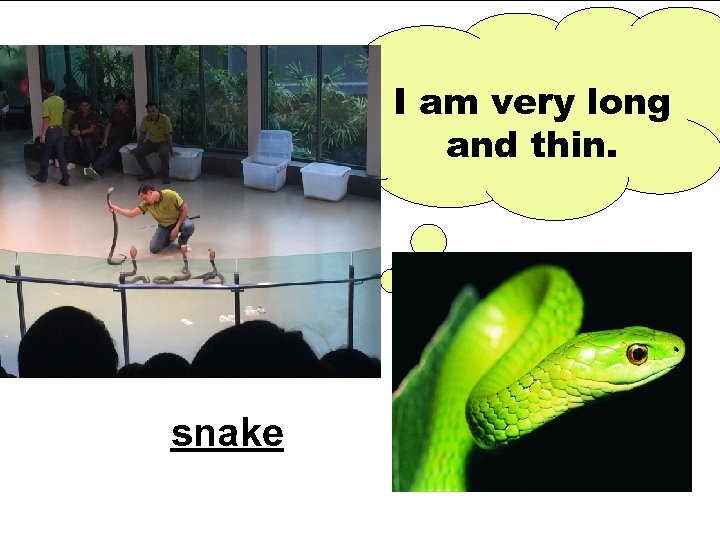 I am very long and thin. snake 