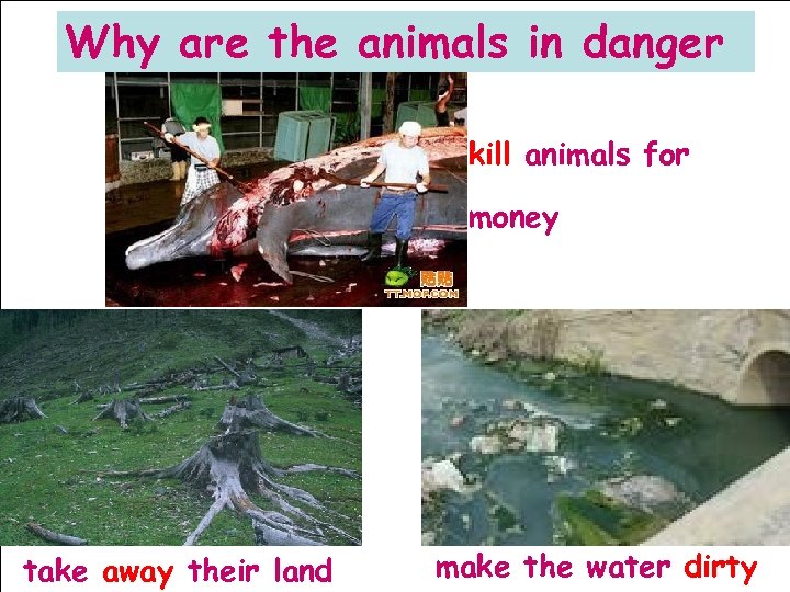 Why are the animals in danger kill animals for money take away their land