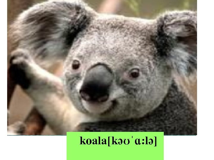 koala[kəʊˈɑ: lə] zebra [ˈzebrə] dolphin[ˈkæml] camel [ˈdɒlfɪn] whale 