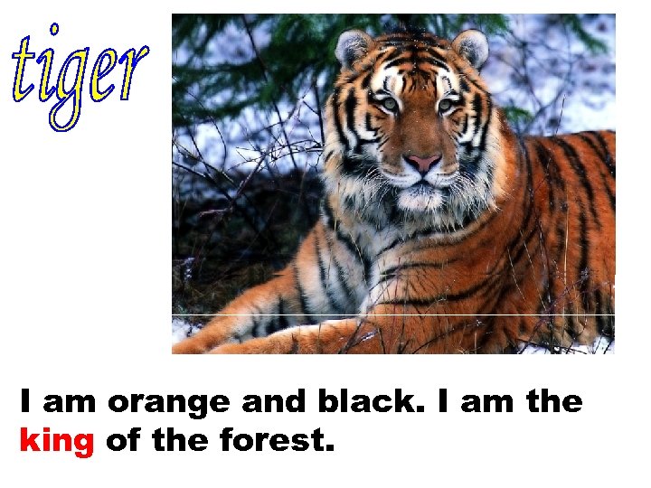 I am orange and black. I am the king of the forest. 