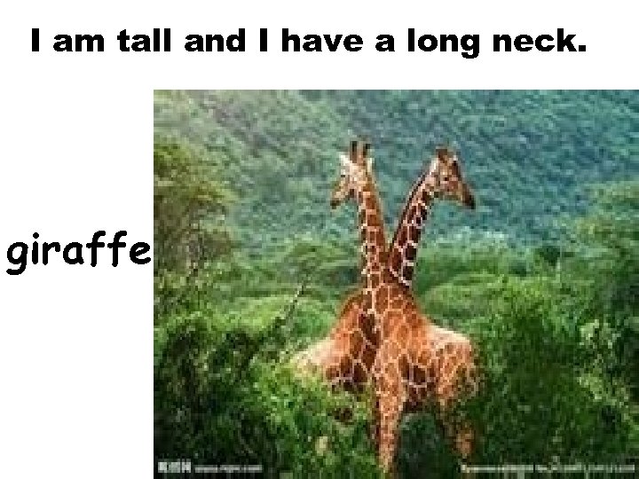 I am tall and I have a long neck. giraffe 