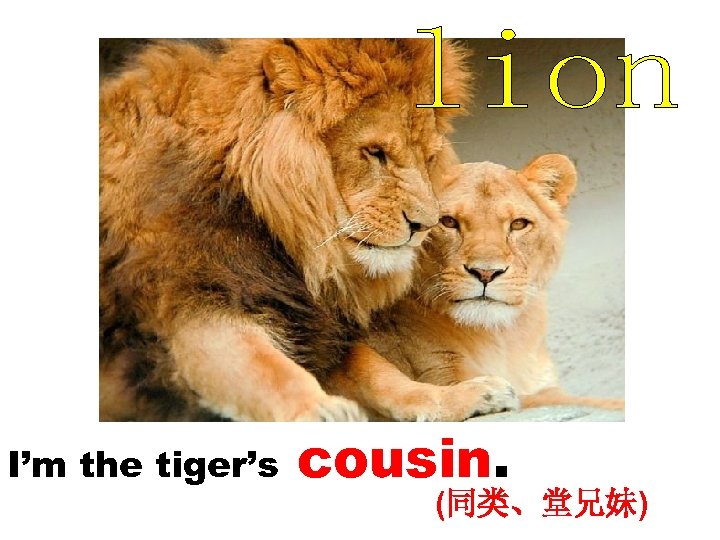 I’m the tiger’s cousin. (同类、堂兄妹) 
