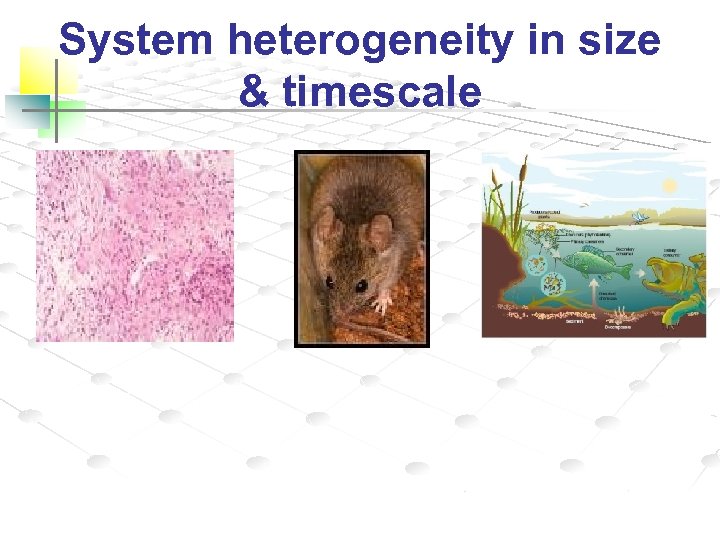 System heterogeneity in size & timescale 