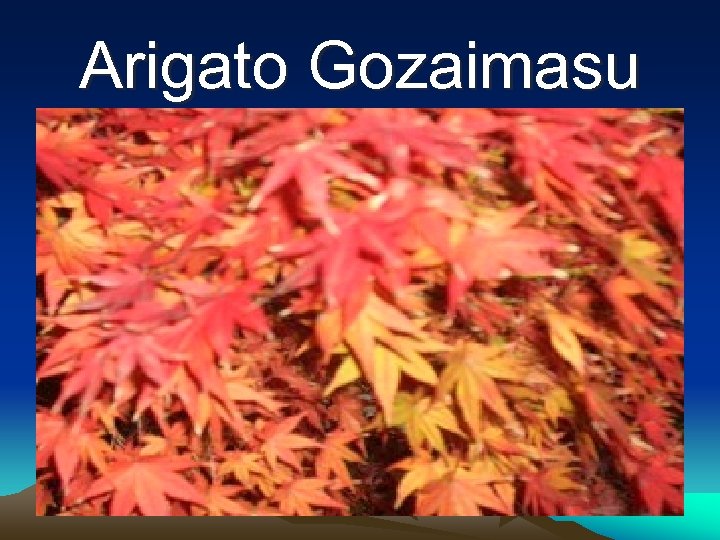 Arigato Gozaimasu 