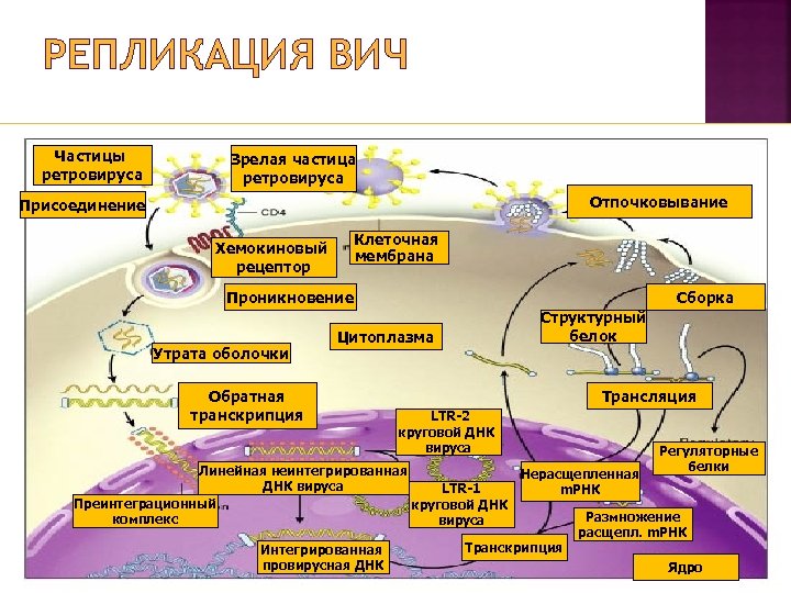 РЕПЛИКАЦИЯ ВИЧ Частицы ретровируса Зрелая частица ретровируса Отпочковывание Присоединение Клеточная мембрана Хемокиновый рецептор Проникновение