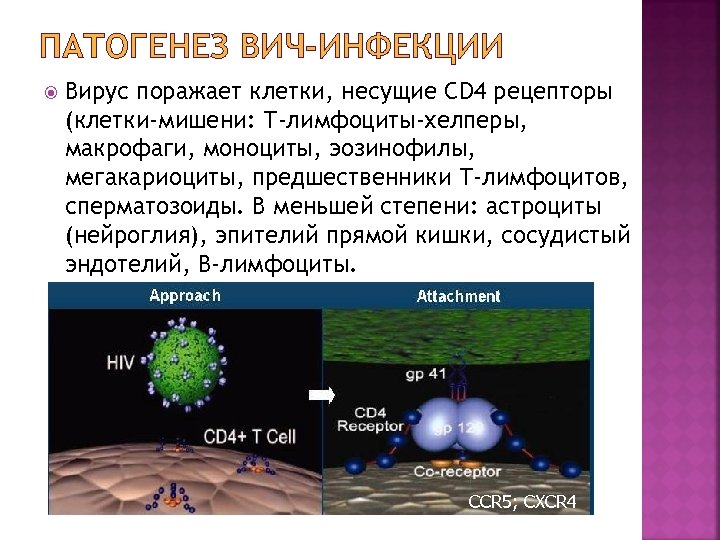 ПАТОГЕНЕЗ ВИЧ-ИНФЕКЦИИ Вирус поражает клетки, несущие CD 4 рецепторы (клетки-мишени: Т-лимфоциты-хелперы, макрофаги, моноциты, эозинофилы,