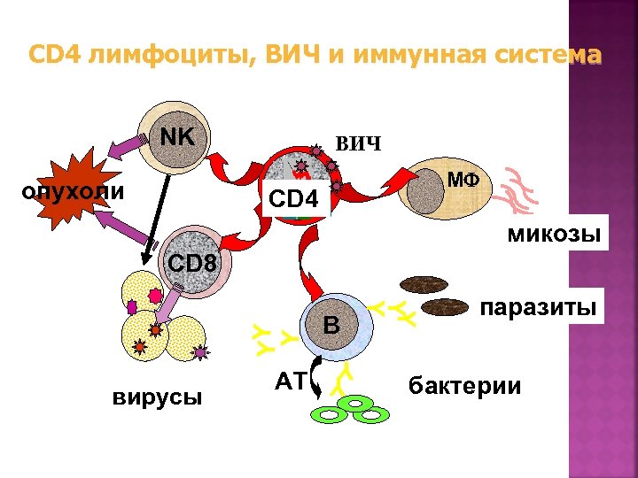CD 4 лимфоциты, ВИЧ и иммунная система NK опухоли ВИЧ MF CD 4 микозы