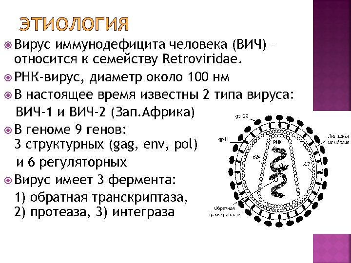 ЭТИОЛОГИЯ Вирус иммунодефицита человека (ВИЧ) – относится к семейству Retroviridae. РНК-вирус, диаметр около 100