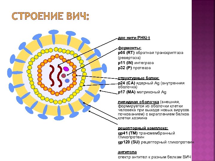 Нить рнк. Строение вириона ВИЧ инфекции. Структура генома ВИЧ. Структура вируса ВИЧ. Антигенная структура вируса иммунодефицита человека.