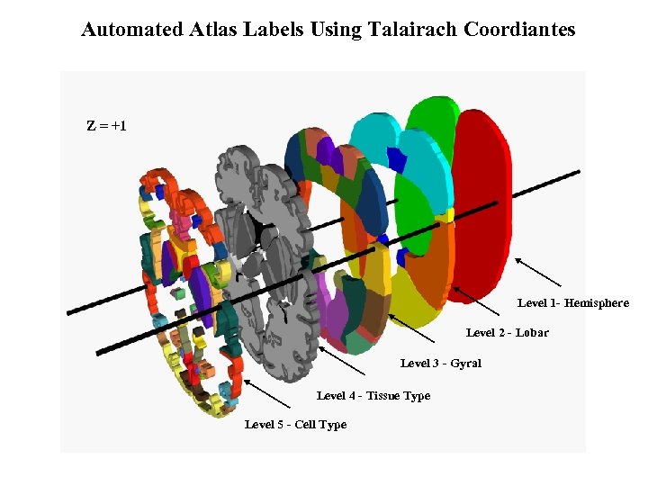 Automated Atlas Labels Using Talairach Coordiantes Z = +1 Level 1 - Hemisphere Level