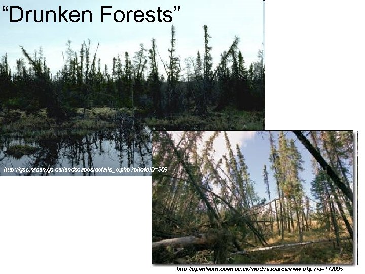 “Drunken Forests” http: //gsc. nrcan. gc. ca/landscapes/details_e. php? photo. ID=509 http: //openlearn. open. ac.