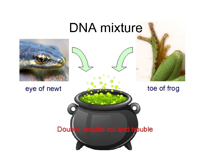 DNA mixture eye of newt toe of frog Double, double toil and trouble 