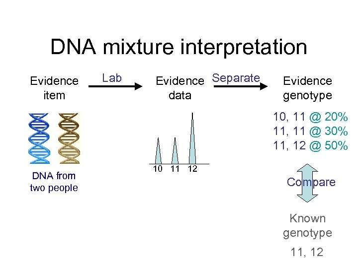 DNA mixture interpretation Evidence item Lab Evidence Separate data Evidence genotype 10, 11 @