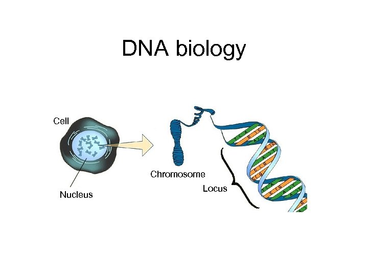 DNA biology Cell Chromosome Nucleus Locus 