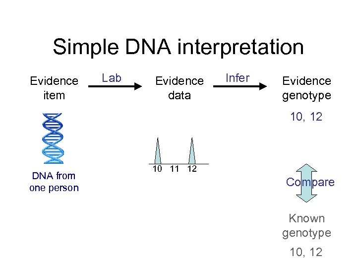 Simple DNA interpretation Evidence item Lab Evidence data Infer Evidence genotype 10, 12 DNA