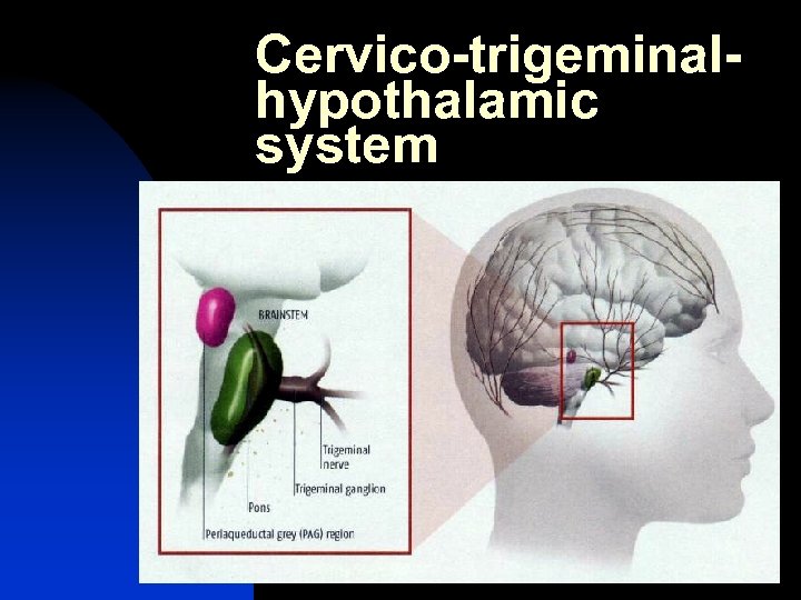 Cervico-trigeminalhypothalamic system 