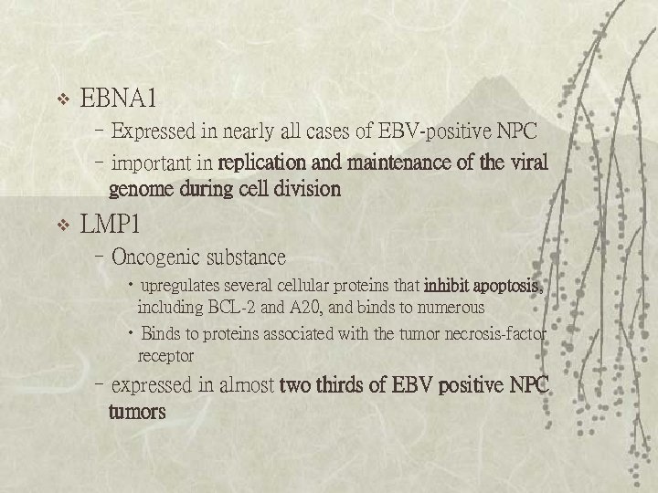 v EBNA 1 –Expressed in nearly all cases of EBV-positive NPC –important in replication