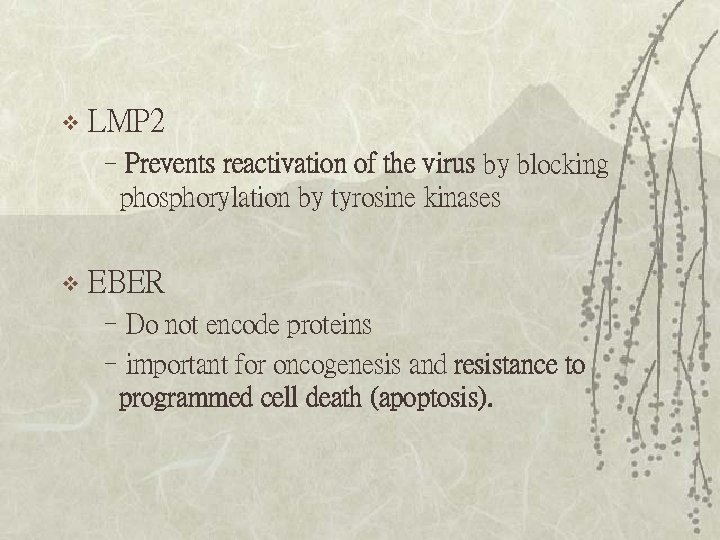 v LMP 2 –Prevents reactivation of the virus by blocking phosphorylation by tyrosine kinases