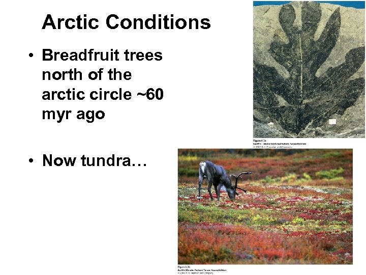 Arctic Conditions • Breadfruit trees north of the arctic circle ~60 myr ago •