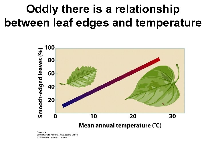 Oddly there is a relationship between leaf edges and temperature 