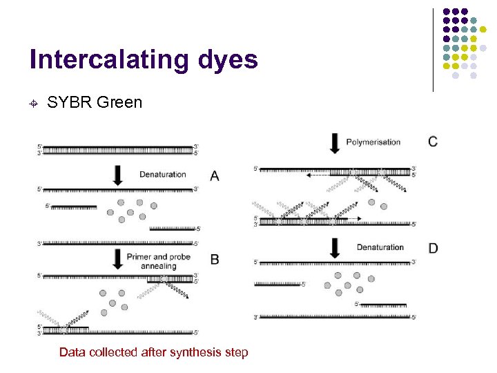 Intercalating dyes ± SYBR Green Data collected after synthesis step 