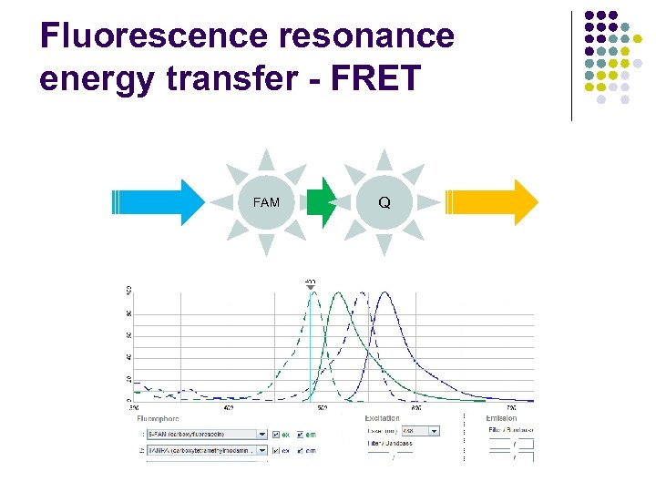 Fluorescence resonance energy transfer - FRET FAM Q 
