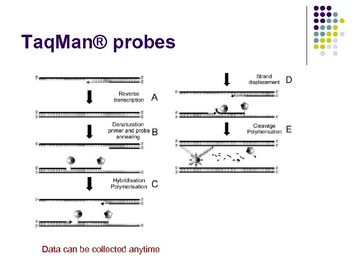 Taq. Man® probes Data can be collected anytime 