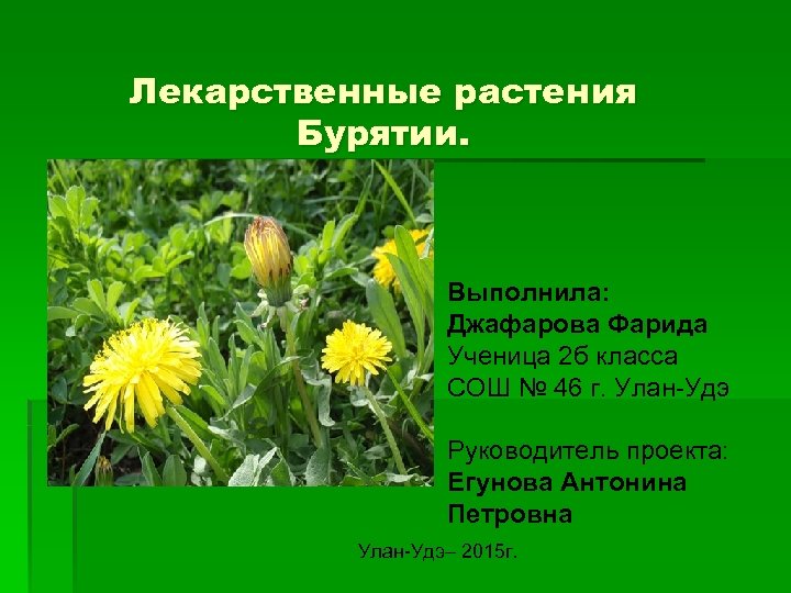 Лекарственные растения Бурятии. Выполнила: Джафарова Фарида Ученица 2 б класса СОШ № 46 г.