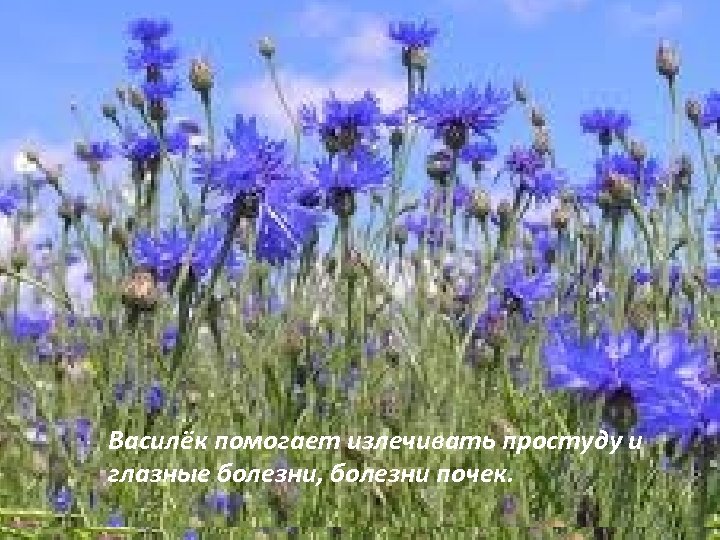 Василёк помогает излечивать простуду и глазные болезни, болезни почек. 