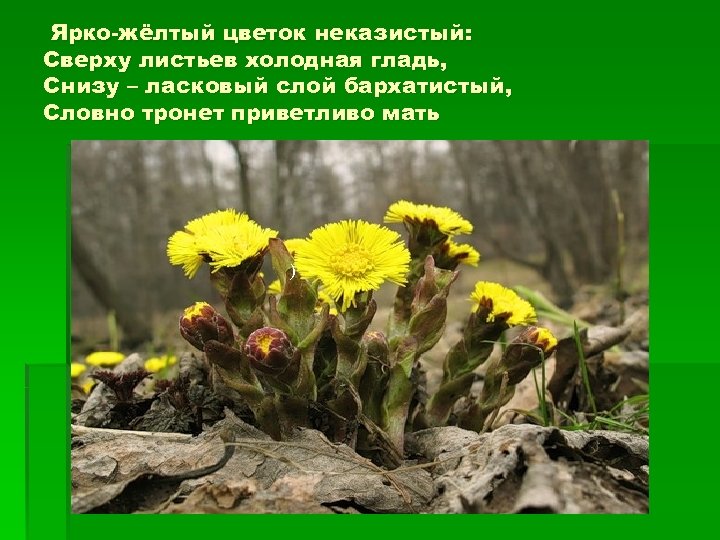 Ярко-жёлтый цветок неказистый: Сверху листьев холодная гладь, Снизу – ласковый слой бархатистый, Словно тронет