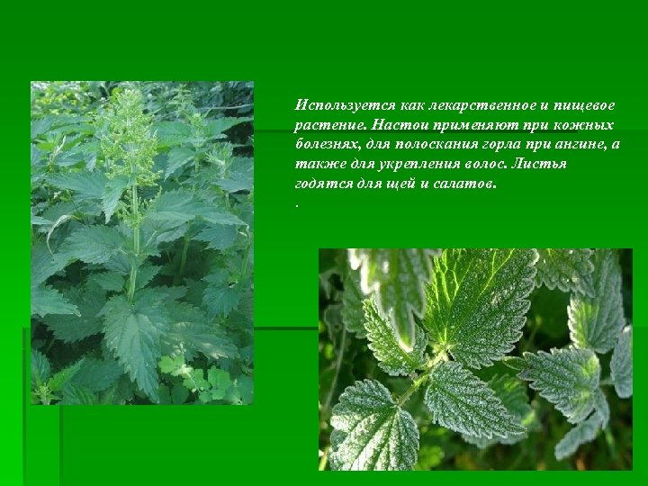 Используется как лекарственное и пищевое растение. Настои применяют при кожных болезнях, для полоскания горла