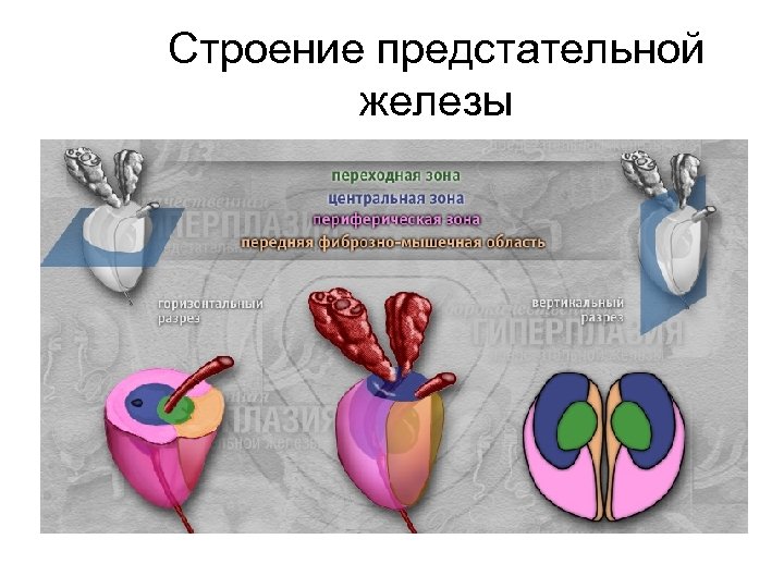 Строение предстательной железы 