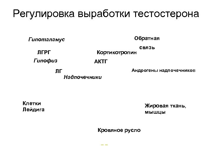 Регулировка выработки тестостерона Обратная Гипоталамус ЛГРГ Кортикотропин Гипофиз ЛГ связь АКТГ Андрогены надпочечников Надпочечники